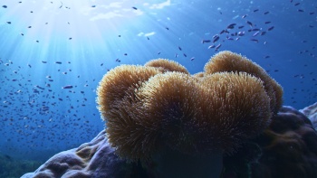 Open Planet launches new footage collection to power storytelling for ocean recovery