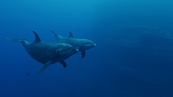 Storytelling for Ocean Recovery