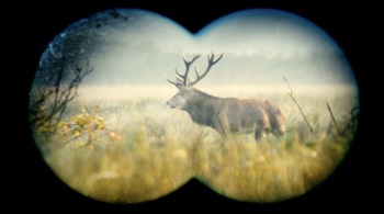 Reasons to Rewild Scotland