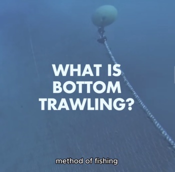 A shared mission to end Bottom Trawling 2