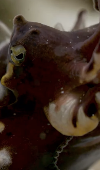 Ocean charities working to protect our most vital ecosystem 2