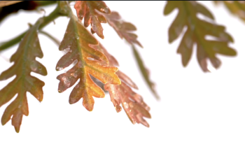 Whispers from an ancient oak tree